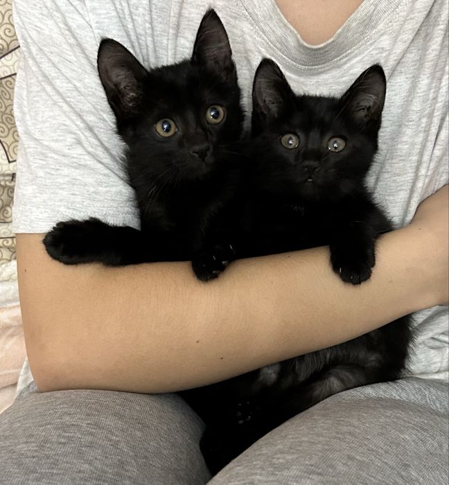 Отдам котят в лобрые руки