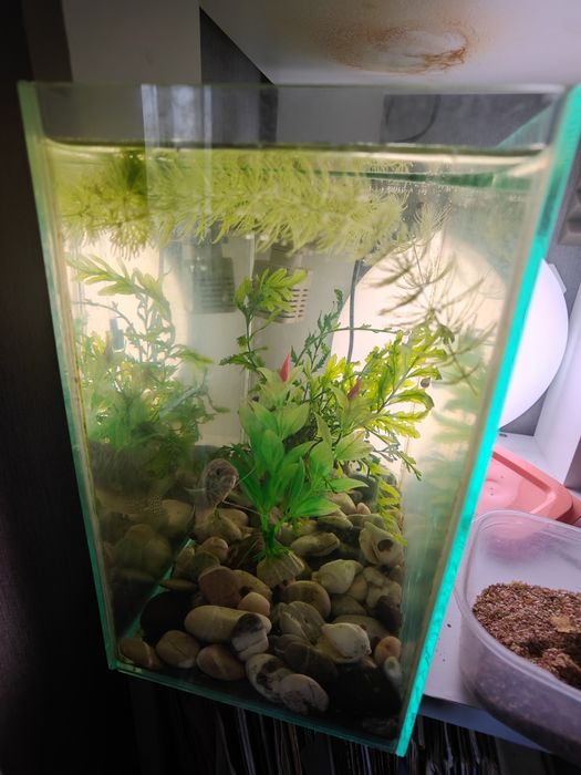 Продам аквариум с рыбкой