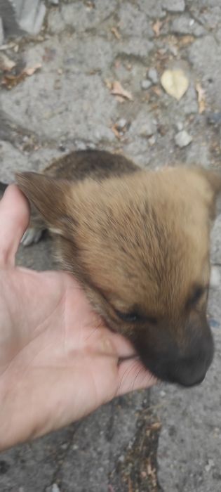 Отдам в хорошие руки