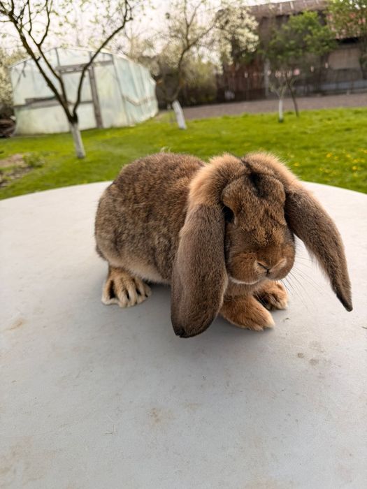 Vând iepuri  de rasa