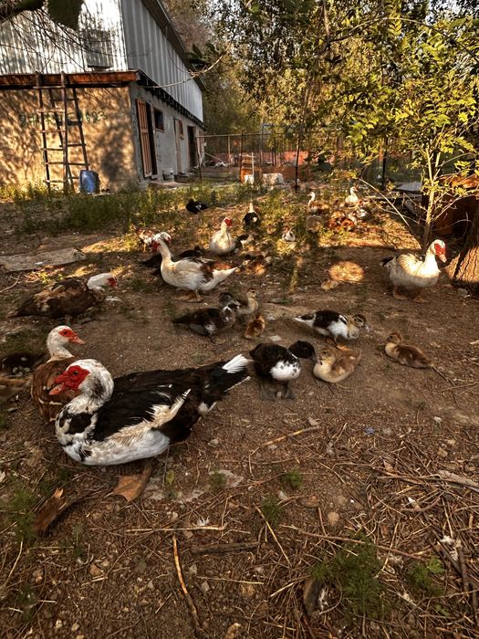Продоются Индоутки,Селезни