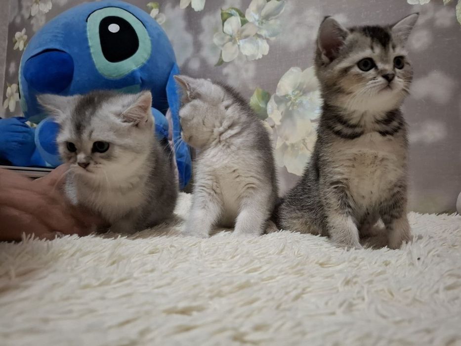 Продаю кошек чистокровные Шиншилы