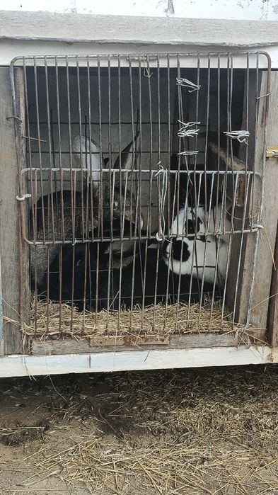 Продам кролих годовалых.