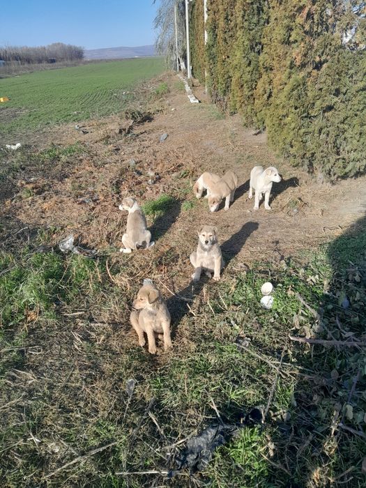 6 catelusi abandonati mizil