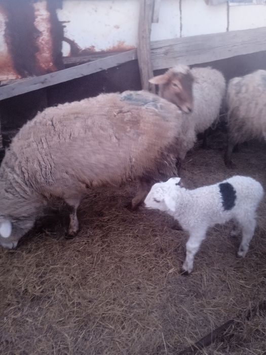 Продается овцы возрастные