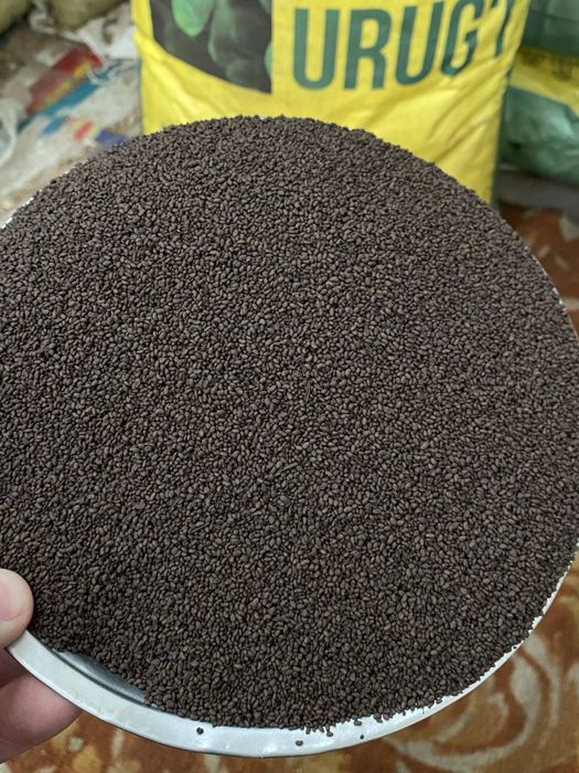 Beda urugi toshkent N1