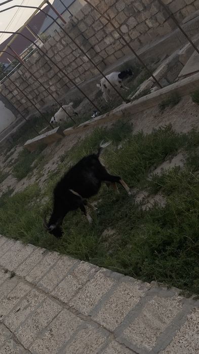 Ешкі сатылады лақтарымен бірге