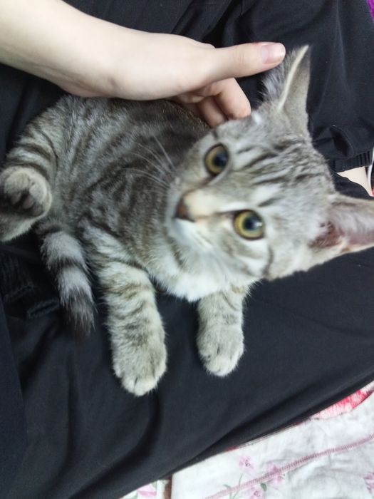 Отдам котёнка в добрые руки. Приучен к лотку, игривый и очень ласковый
