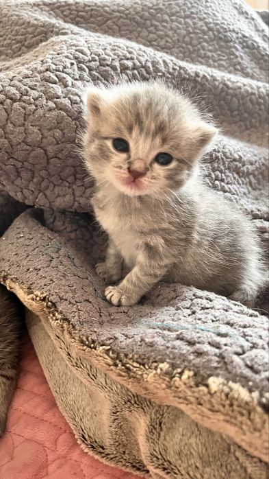 котята котята котята
