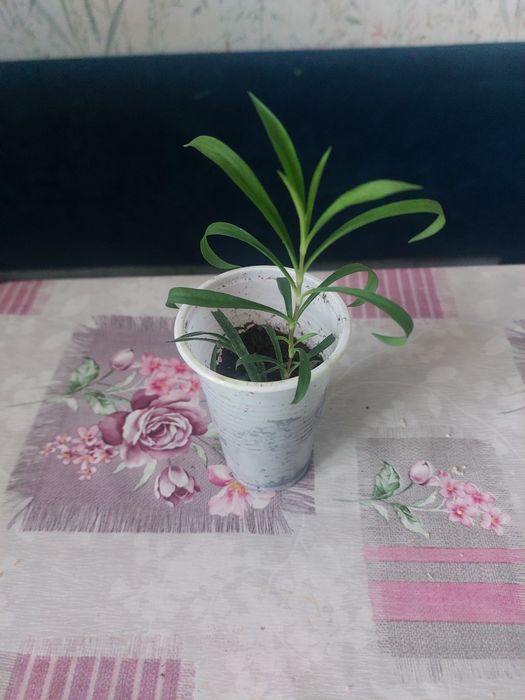 Гвоздика и ипомея