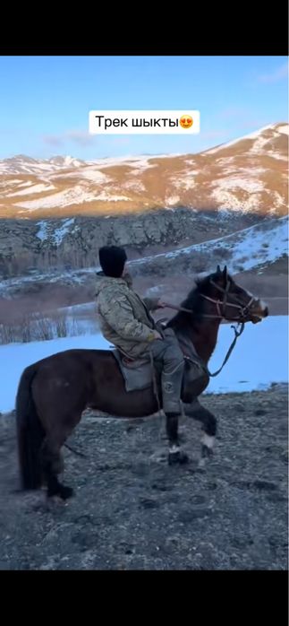 Ат сатылады 5 жасар