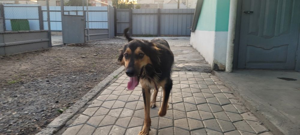 В добрые руки отдам Сема