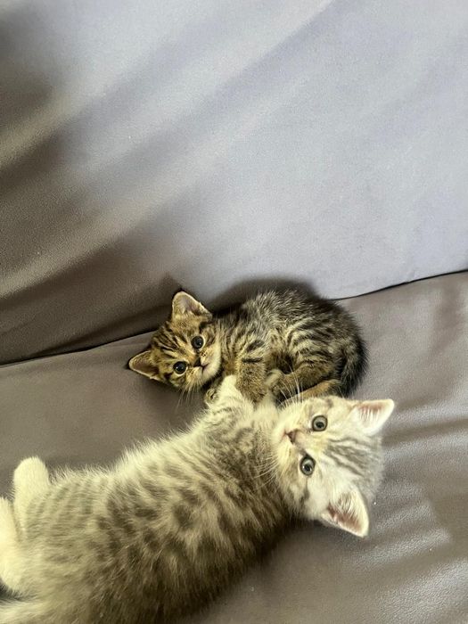 Котёнок, британецы
