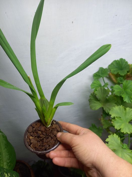 Продам комнатные растения