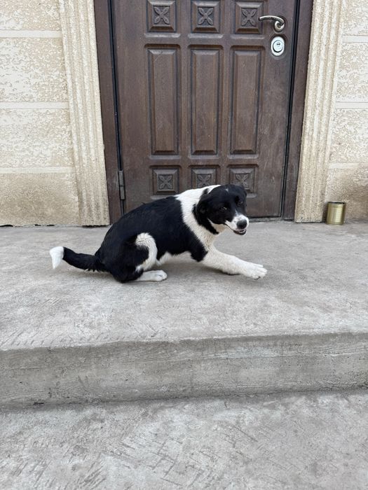 Отдам в добрые руки