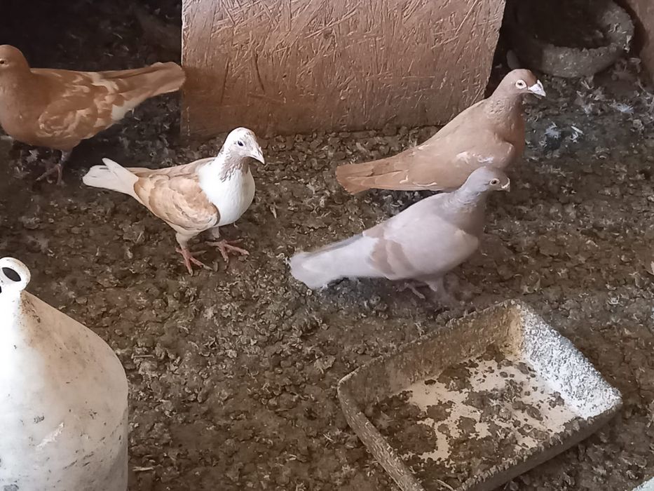 De vânzare porumbei voiajori stil vechi