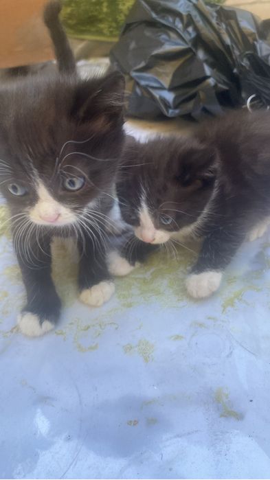Отдам котят, девочка и мальчик