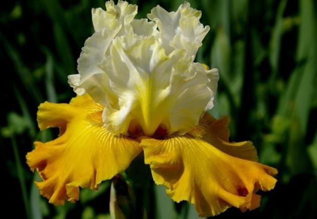 Ирисы.  Есть доставка