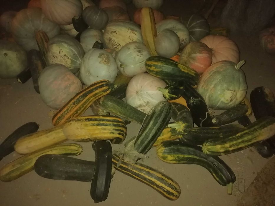 Продам тыкву и кабачки