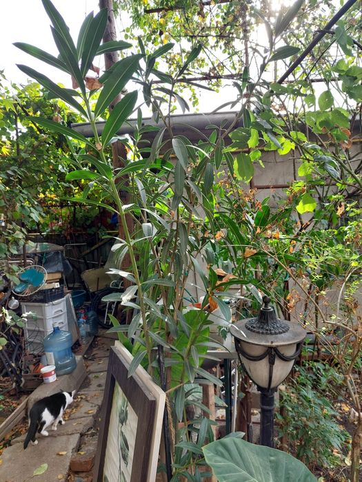 Leandru roz batut de vinzare