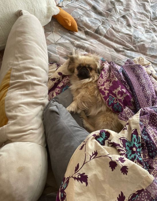 Продам пекинеса