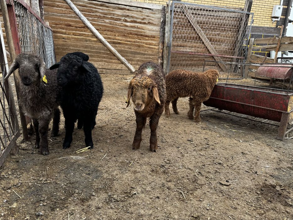 Оттыққан Қозылар Марқа қозылар