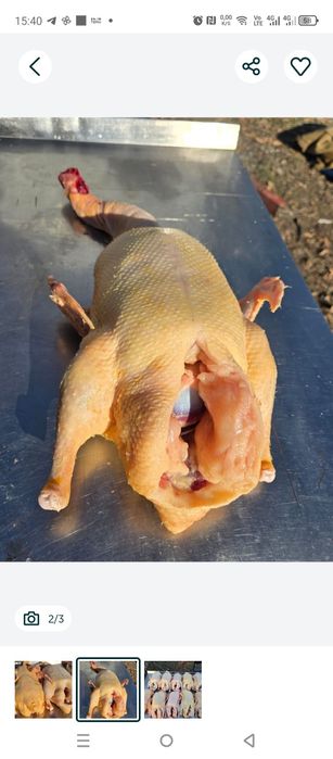 Гуси домашние резаные