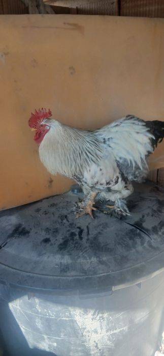 Vand cocosi rasa brahma rasa austrolop