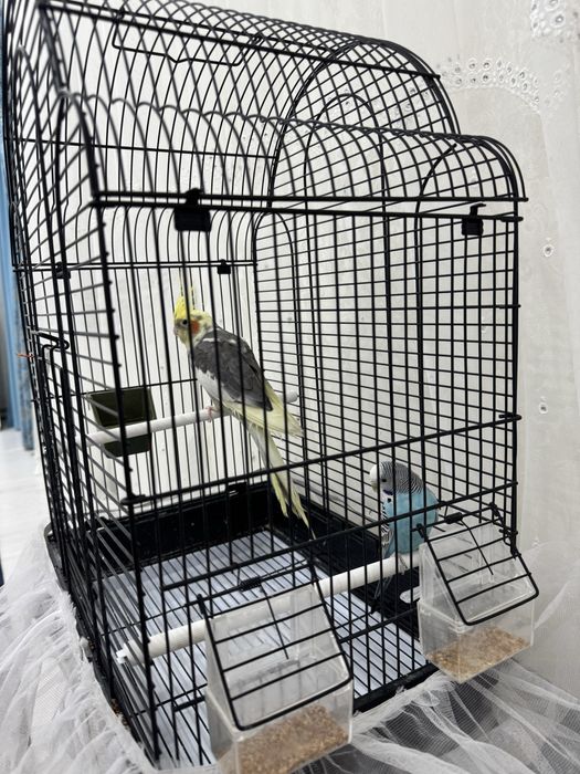 Срочно продаются попугаи