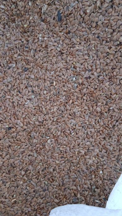 Продам лен в мешках