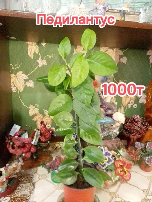 Продам комнатные цветы