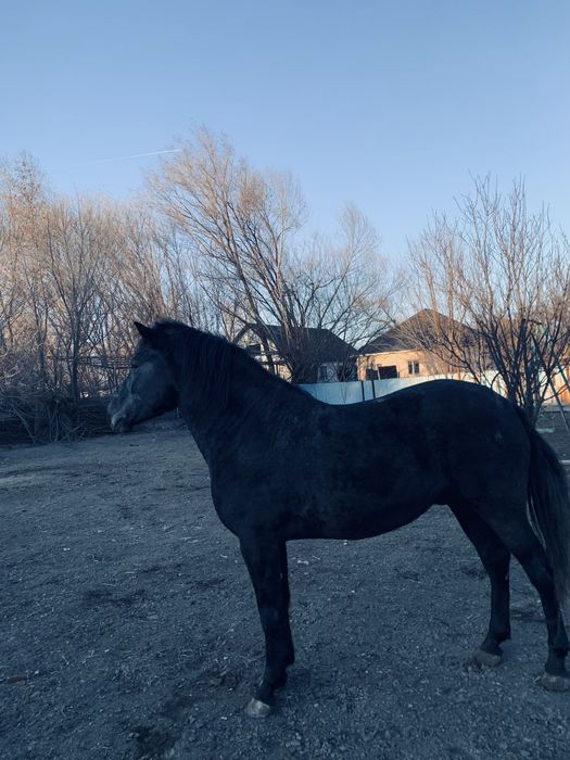 Айғыр сатылады міңгі