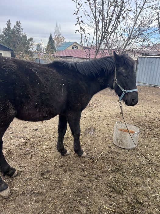 продам жеребчика