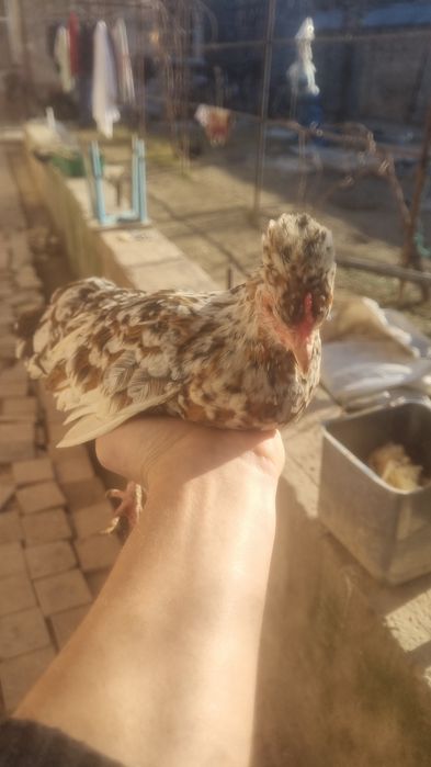 Yapon tovuq xoʻrozla sotiladi