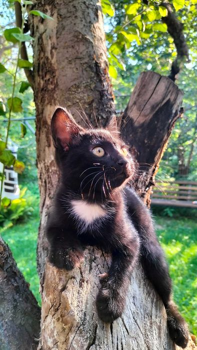 Котенок черный  бесплатно