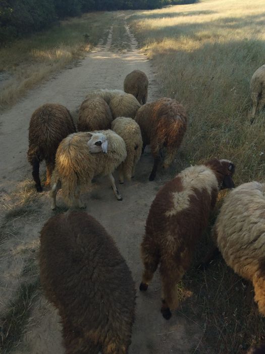 Vand miei buni de taiat