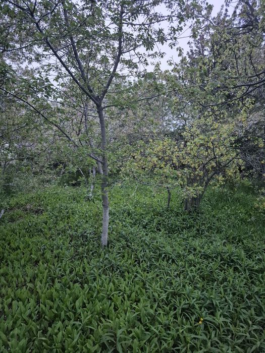 Продаётся дачный участок