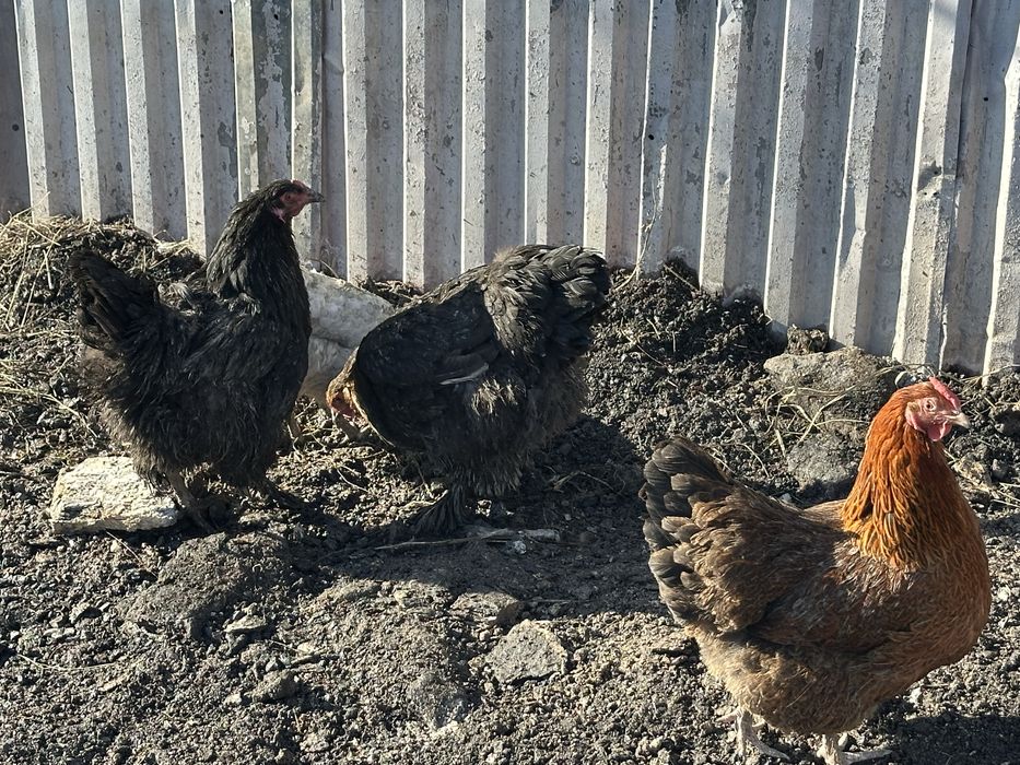 Инкубационные яйца кур микс