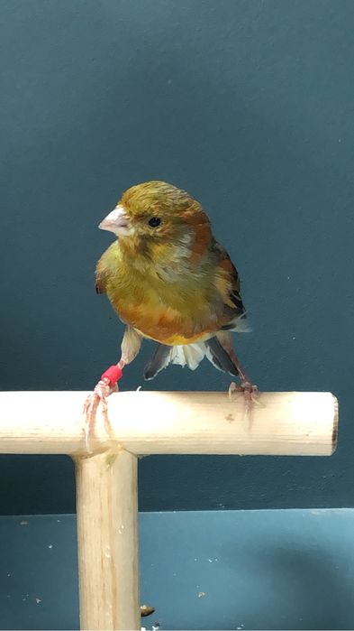 Канарейка (кенар)