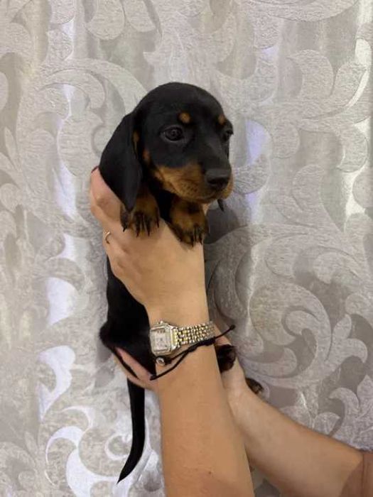 Tekel Dachshund cu par scurt 2 luni