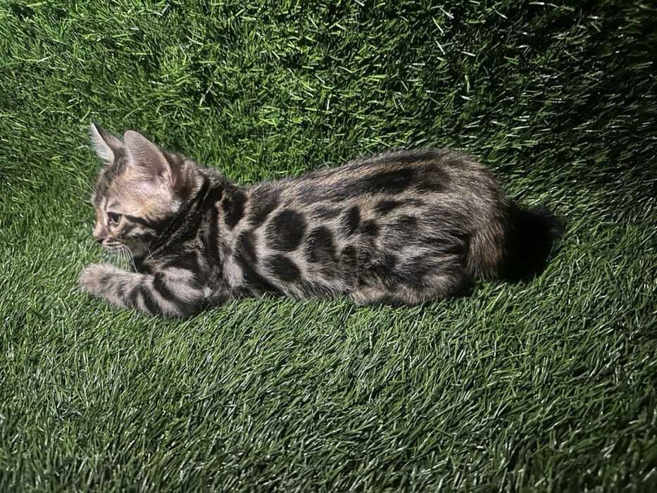 Бенгальские котята