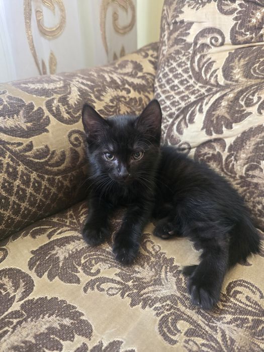 Котёнок,  очень нежные милые.