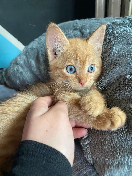 Отдам рыжиков в добрые руки