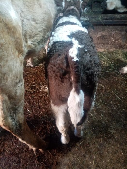 Vand vaca cuvitica de 6 săptămâni