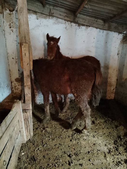 Продам лошадей тай