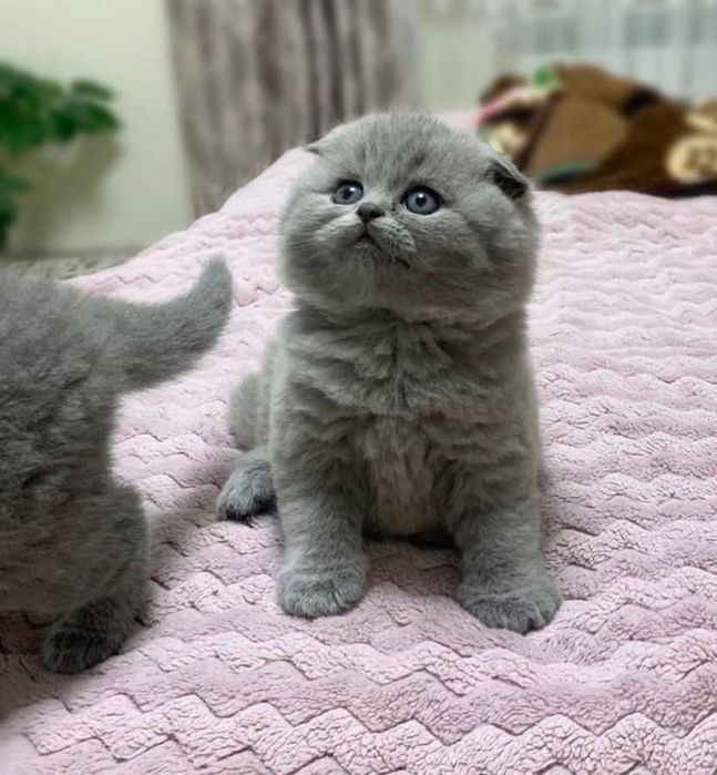 Вислоушки шотландские котята