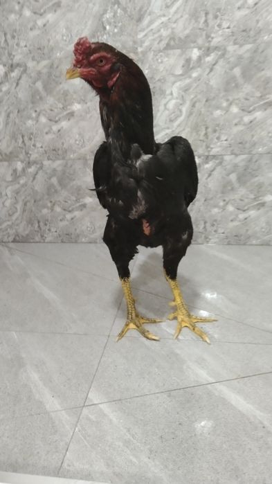 Dakan xoʻroz sotiladi