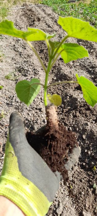 Продавам фиданки Пауловния