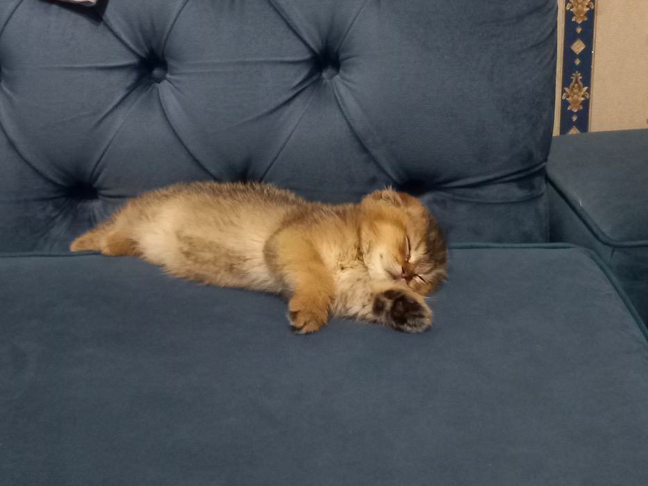 Золотой скоттиш фолд