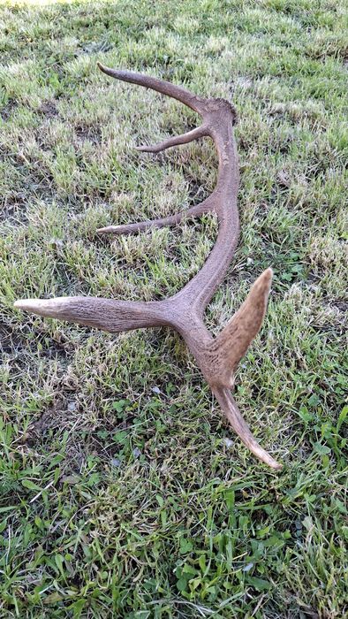 Еленски рог единичен 90см